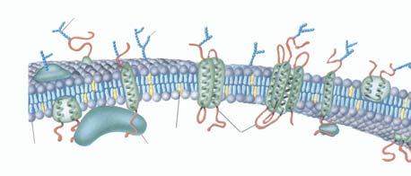 die Grundstruktur (Lipiddoppelschicht) verantwortlich, (Glyko)Proteine: dienen als Kanäle und