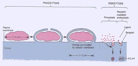 Aufnahme größerer Partikel PHAGOCYTOSE: Aufgabe der Makrophagen Entstehung der