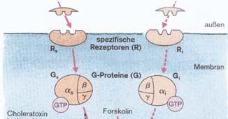 Hormon Rezeptor (eingelagert in der Membran): bindet den First Messenger GDP GDP GTP G-Protein (ist mit Rezeptor verbunden): besteht aus drei Untereinheiten,