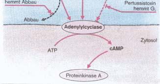 GTP-beladenen Untereinheit des G-Proteins aktiviert. Meist folgt dann eine Reaktionskaskade!