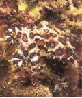 Würfelqualle Blauringoktopus Feuerwurm Stachelrochen Rotfeuerfisch