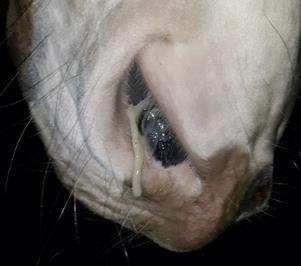 Behandlung erkrankter Pferde Antibiotika Parasitenkontrolle Impfmanagement Ziel: GESUNDERHALTUNG