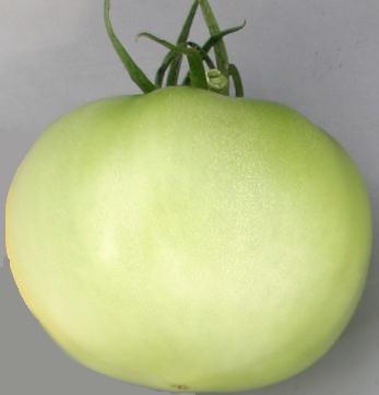 - 34 - Zu 22: Frucht: Größe der grünen Schulter (vor der Reife) Unter bestimmten Bedingungen ist die grüne Schulter möglicherweise