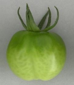 (vor der Reife) Zu 24: Frucht: Intensität der Grünfärbung ohne Schulter (vor der Reife) Die Intensität der Grünfärbung der Schulter