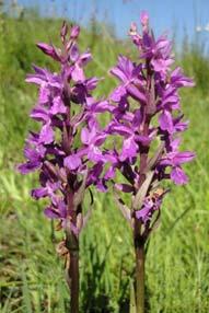 oben rechts Dactylorhiza majalis -