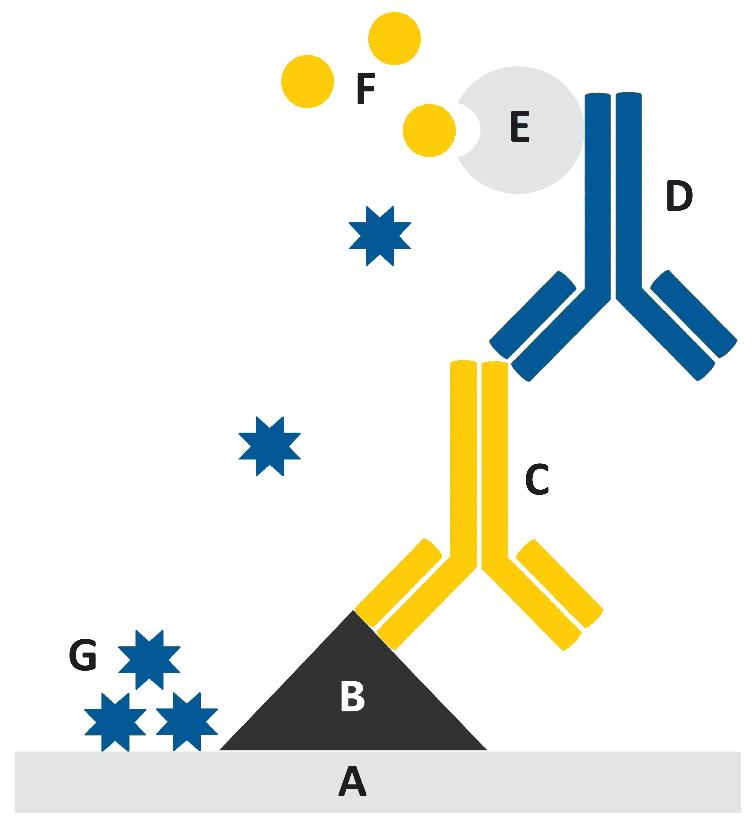 3. TESTPRINZIP Auf dem Teststreifen (A) befinden sich ein Funktionskontrollfeld und 11 Testfelder. Jedes Testfeld ist mit einem hoch gereinigten immobilisierten Antigen (B) beschichtet.