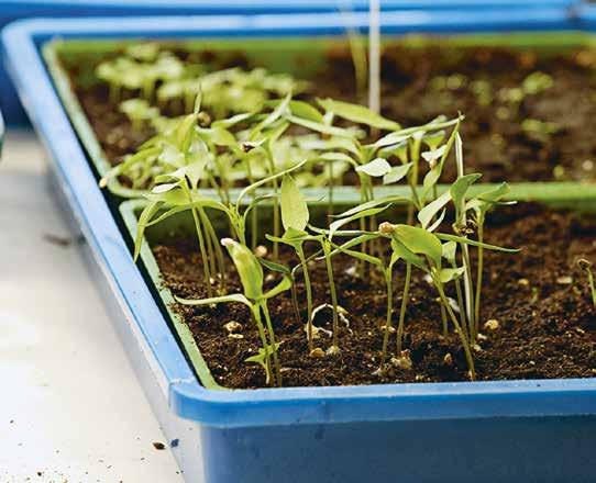 In Minitreibhäusern oder mit Plastikfolie bedeckt wird die Saat feucht gehalten, bis sie ausgekeimt ist. Wenn die Samen ausgekeimt sind, kann man den Deckel abnehmen.
