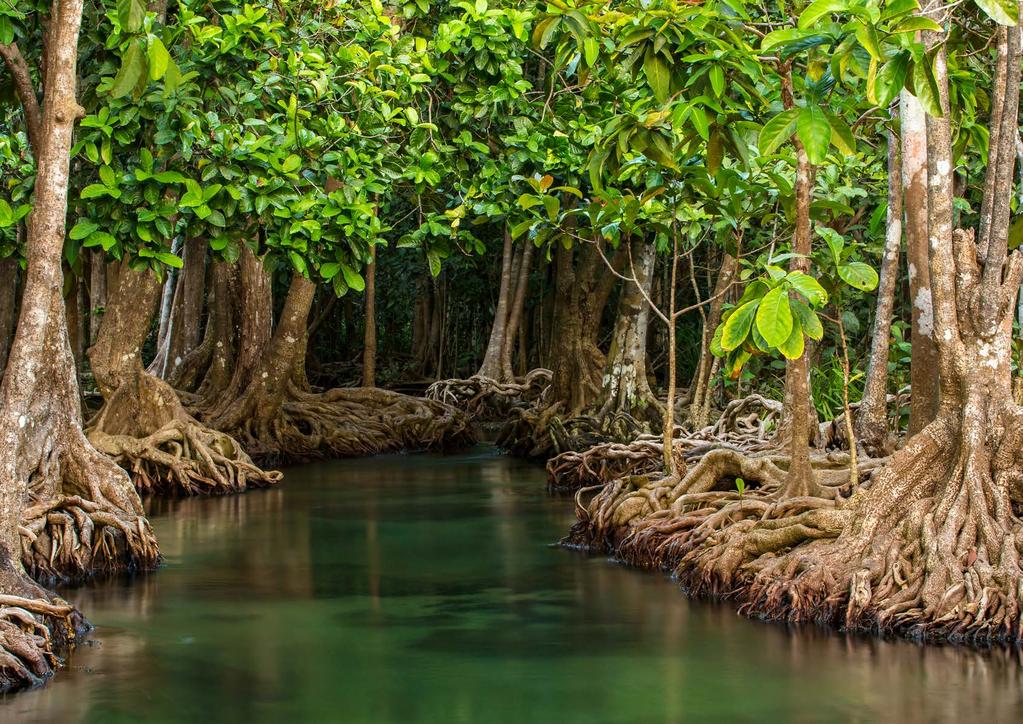 Wald im Meer Mangroven zählen zu den wichtigsten Ökosystemen. Sie sind lebensnotwendiger Raum für Fische und viele weitere Arten. Sie dienen auch als Wellenbrecher und damit dem Küstenschutz.