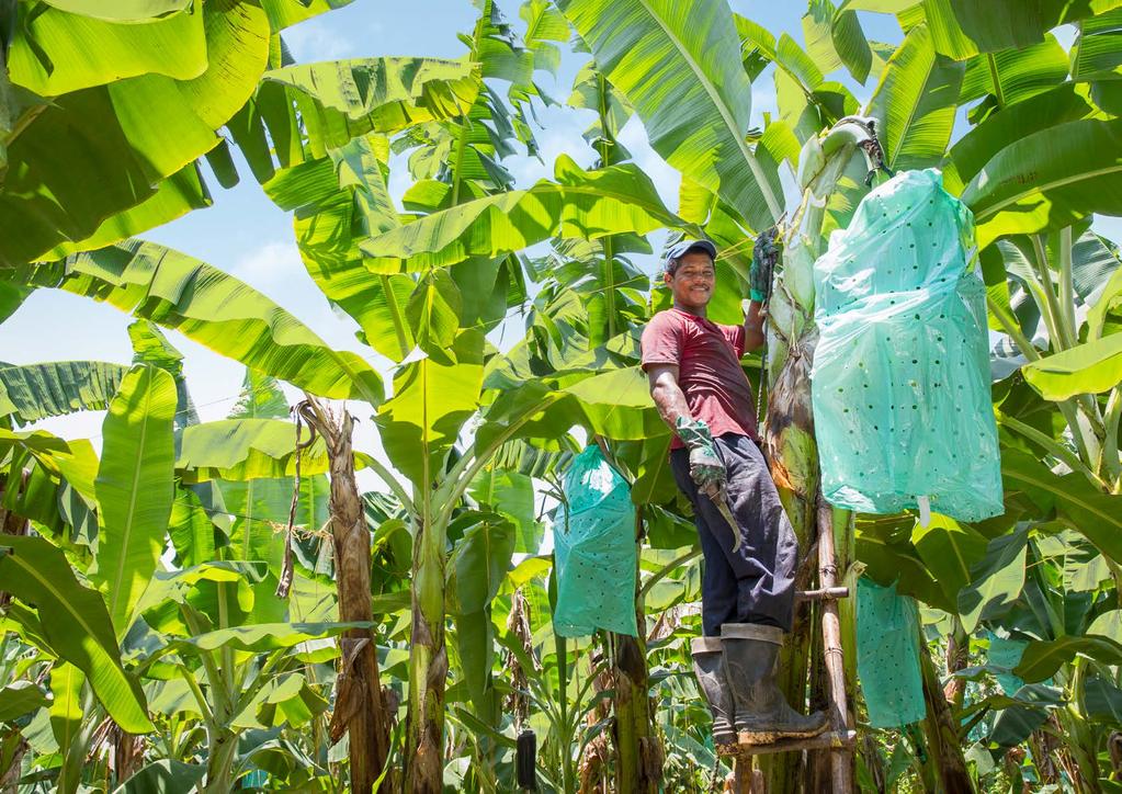 Auf fruchtbarem Boden Der Bananenmarkt ist so groß wie die mit ihm verbundenen ökologischen und sozialen