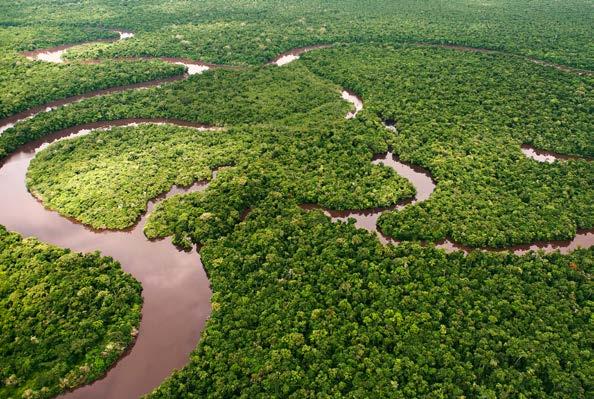 des Amazonas-Regenwaldes.