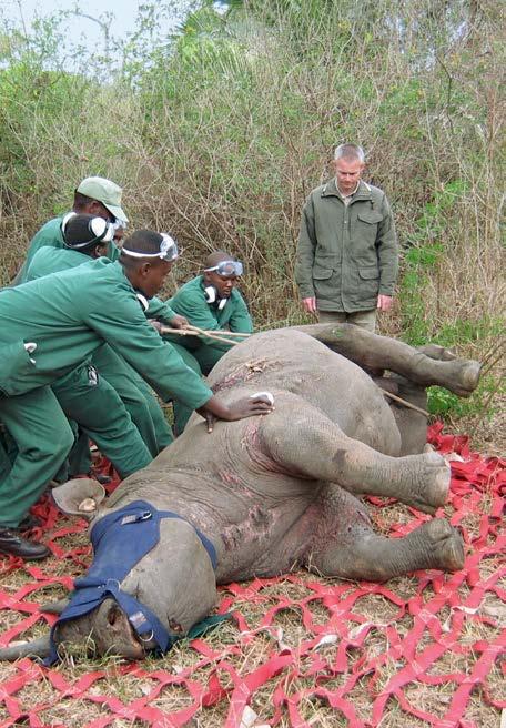 Aktion Umsiedlung zur Rettung der letzten 13 Nashörner im übel von Wilderei verwüsteten Tsavo Ost-Nationalpark.