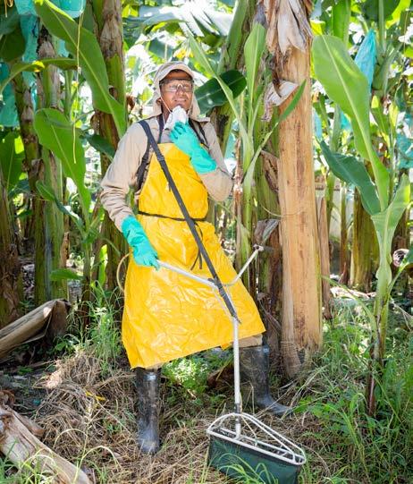 Auf rund 30 Bananenfarmen in Ecuador und Kolumbien arbeiten die Projektpartner daran, Anbau, Reinigung und Verpackung konventioneller Bananen umwelt- und sozialverträglicher zu gestalten.