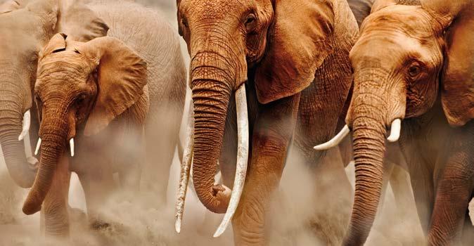 2016/17 GEWINNER Elefanten in Kenia Während die Elefanten-Wilderei in weiten Teilen Afrikas jährlich rund 20.000 Leben fordert, wachsen die Bestände im südlichen Kenia.