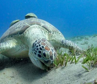 Meeresschildkröten Ihre Millionen Jahre dauernde Entwicklungsgeschichte hat sie zu Überlebenskünstlern gemacht, aber nicht unverwundbar.