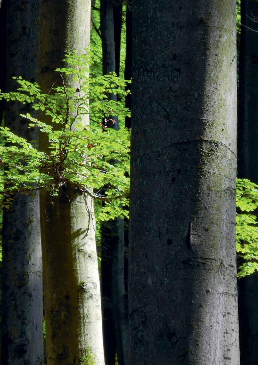 WALDBERICHT Unser kleiner Waldbericht Energieholz Die Waldstrategie 2020 des Bundesministerium für Ernährung und Landwirtschaft (BMEL) empfiehlt den jährlichen bundesweiten Einschlag auf 100 Mio.
