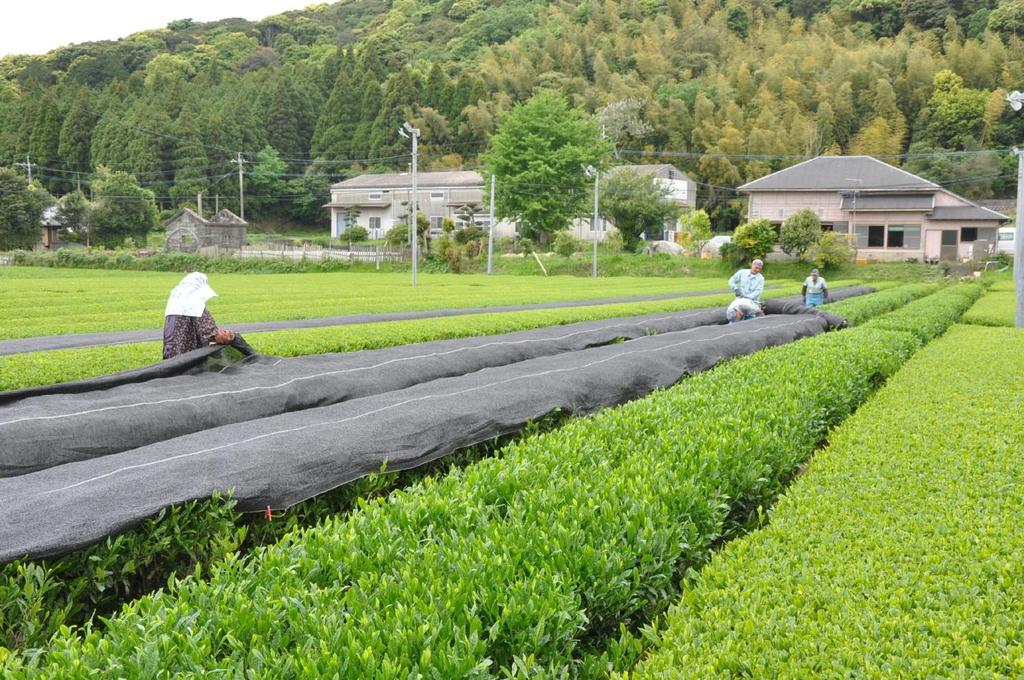 In Japan wird Grüntee stets ganz frisch in kleinen Tonkannen (Kyusu) zubereitet. Ein integriertes Sieb vor dem Ausguss hält die feinen Teeblätter zurück.