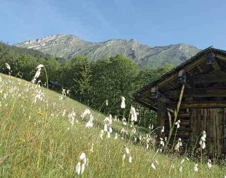 TOUR 5 Naturwunder-Wanderung: Argenschlucht - Auer Ried Die Wanderung führt durch die geologisch hochinteressante Argenschlucht und das Naturschutzgebiet Auer Ried mit über 50 seltenen Pflanzenarten.