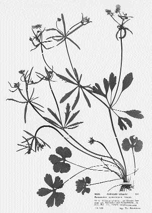 Abb. 11: Ranunculus gratiosus, Elsässer