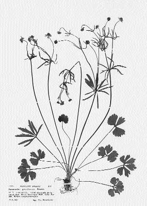 12: Ranunculus gratiosus, Elsässer