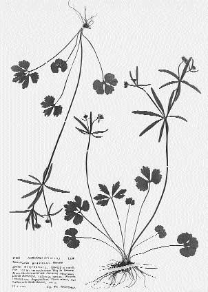 Abb. 13: Ranunculus gratiosus,