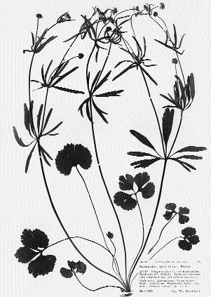 14: Ranunculus gratiosus, Regensberger