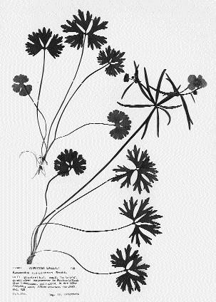 Abb. 17: Ranunculus lingulatus