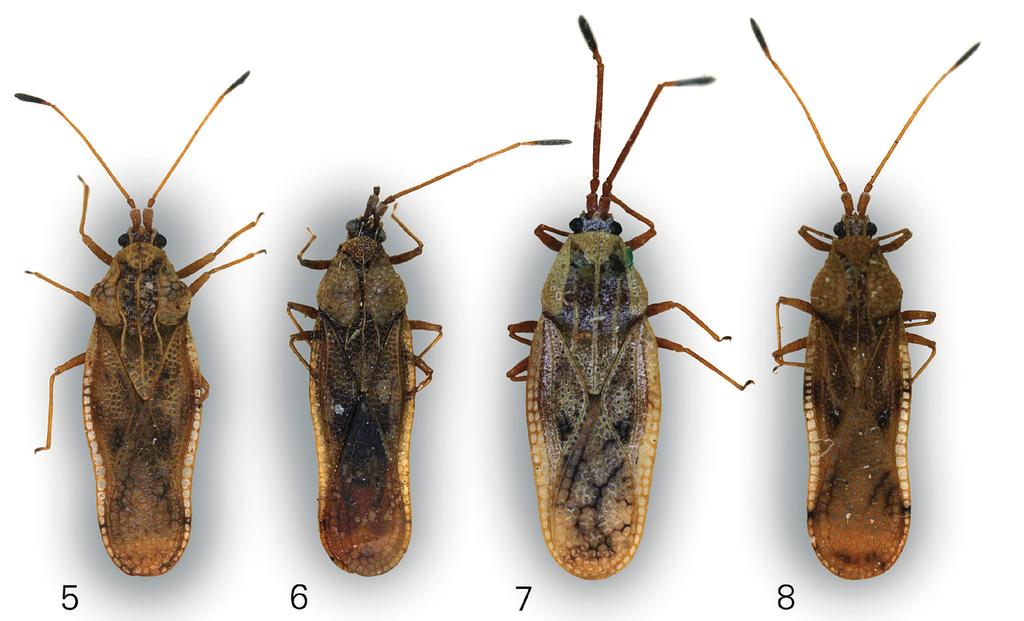 - Fig. 6: Neoplerochila uniformis DUARTE RODRIGUES, 1987 (Holotypus). - Fig. 7: Neoplerochila weenenana (DRAKE, 1953) (Holotypus).