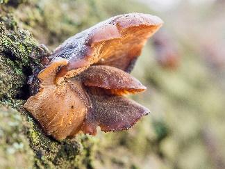 Exkursion: Rauher Berg/Stückener Heide 13.09.2017 17.00 Uhr Im Herbst ist die Hochzeit der Pilze und wir wollen die einzigartige Vielfalt der Pilzflora in Wiese und Wald erkunden.