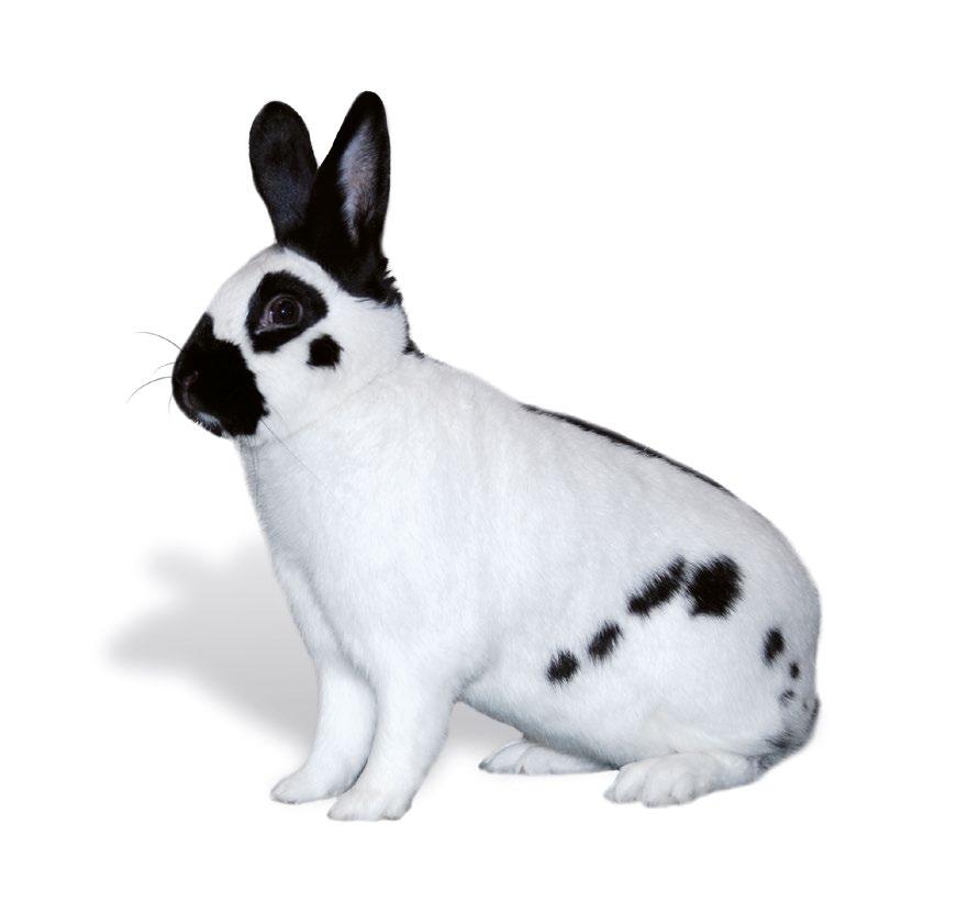 Kaninchenfutter Sortenübersicht SORTENÜBERSICHT MIFUMA KRÄUTER MIT PETERSILIE Mifuma Kräuter ist unser hochwertiges Premiumfutter für Kaninchen.