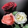Rosen Im maurerischen Ritual spielt die Rose als Sinnbild der Schönheit und der Sehnsucht nach einem höheren Leben eine wichtige Rolle. Auch ist sie Symbol der Verschwiegenheit ( sub rosa ).