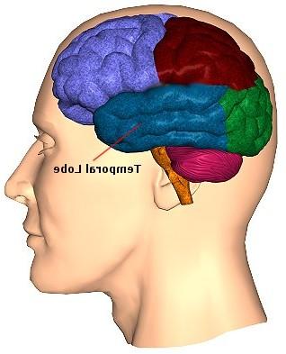 25 Referat Frontal lobe Temporal lobe Gerade die weitere Entwicklung des Präfrontalen Cortex, des vordersten Teils des Stirnlappens hat für das Bilden einer Erwachsenen- Persönlichkeit grosse