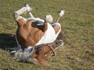 A. Seifert, Fotolia #44080872 Pferde-Leibesfrucht-Versicherung Hierbei handelt es sich um die einzige Absicherungsmöglichkeit, die bereits vor der Geburt beginnt.