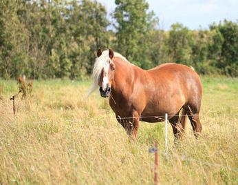 Pferde-Trächtigkeitsversicherung Ist eine Stute trächtig, können während der Tragzeit ständig Komplikationen auftreten. Genau dieses Risiko wird durch eine Trächtigkeitsversicherung gedeckt.