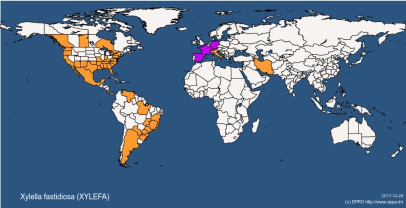 1. Das Bakterium Xylella fastidiosa Biologie: Pflanzenpathogenes Bakterium mit sehr breitem