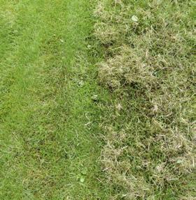 werden. Die Dicke lässt sich am einfachsten prüfen, indem man mit dem Spaten ein Stück Rasen aussticht.