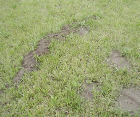 Die erwachsenen Maulwurfsgrillen können zuverlässig mit Nematoden bekämpft werden. Grasmilben Grasmilben, auch Erntemilben oder Herbstmilben genannt, schädigen nicht den Rasen.