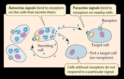 Was sind Signale und wie werden sie in der Zelle detektiert? In der Zellbiologie betrachtet man in erster Linie chemische Signale.