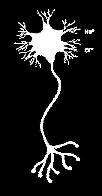 Das Ruhepotential Das Ruhepotential: Es herrscht eine Spannungsdifferenz von 70 Millivolt (innen sind mehr negative Teilchen als außen), das Neuron ist "polarisiert".