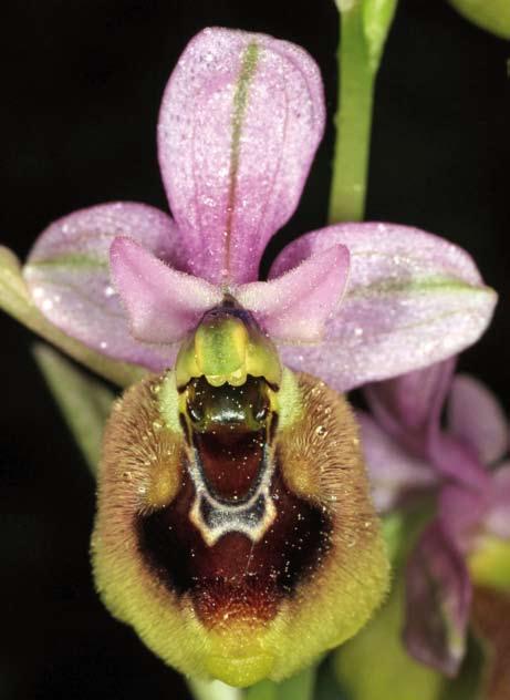 Abb. 10: Ophrys ficalhoana, E/Mallorca, Son Real 02.04.2015 [W.