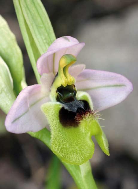 Abb. 23: Ophrys grandiflora?, TN/Jebel Zaghouan, 02.04.