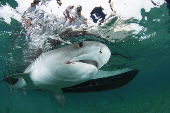 Sharkman Sonntag, 12. Juni, um 20:15 Uhr NL 2007 Weißen Haien eilt ein blutiger Ruf voraus. Sie gelten als gnadenlose Killer, die alles fressen, was ihnen in die Quere kommt.