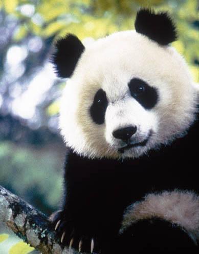 Tai Shan, das Panda-Baby Montag, 13.