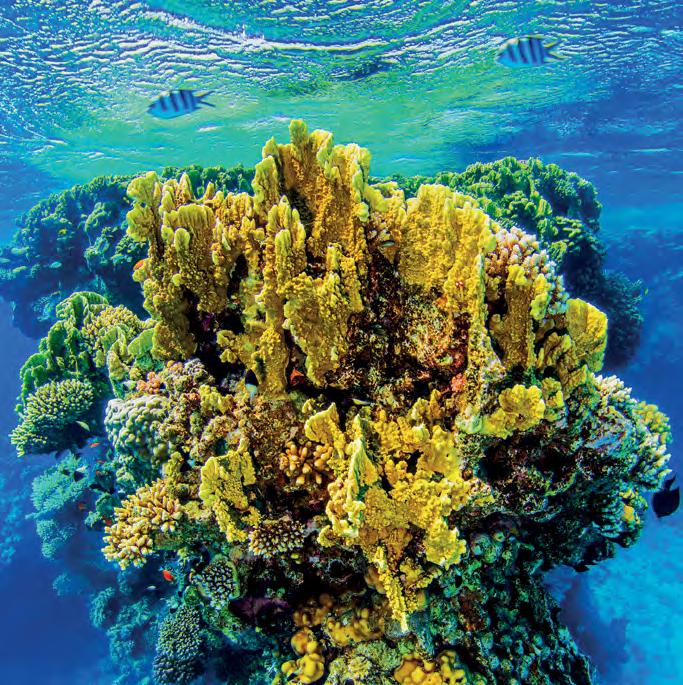 Korallenriffwissen zum