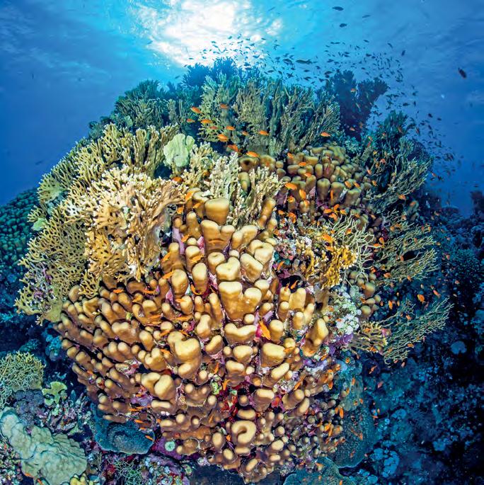 Korallenriffwissen zum Internationalen Jahr des Riffes 2018 von Franz Brümmer, Steffen Hengherr & Ralph O.