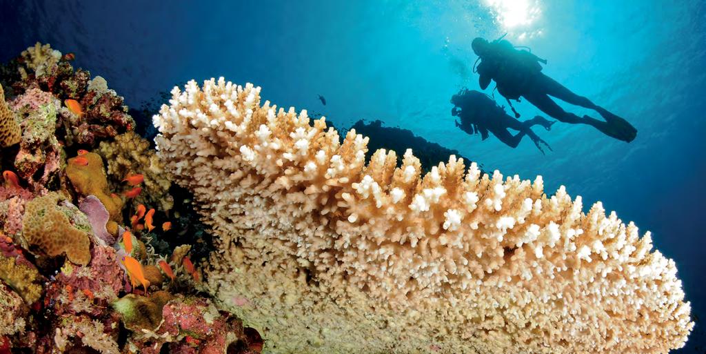 Tentakel Mundöffnung Korallen sind Tiere und bestehen aus zwei