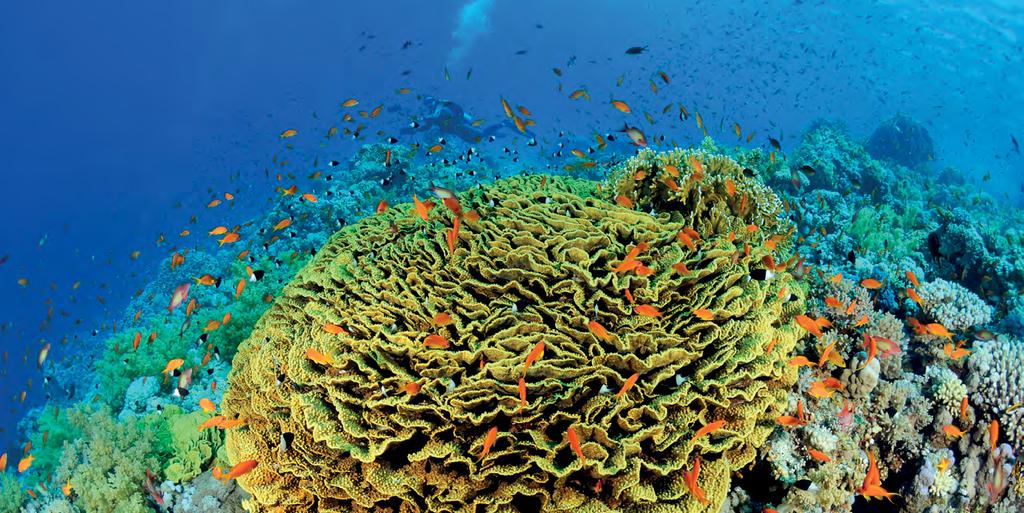 Ein Korallenriff wächst nur wenige Millimeter pro Jahr. Einzelne Steinkorallenarten können aber sehr schnell wachsen.