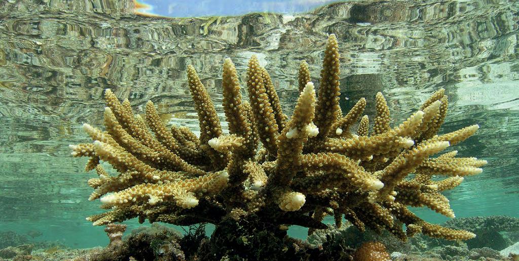 Für die Steinkorallen selber ist das Licht nicht wichtig, aber die Zooxanthellen betreiben Fotosynthese. Dabei werden Reservestoffe, wie Zucker, gebildet, von denen dann die Korallen profitieren.