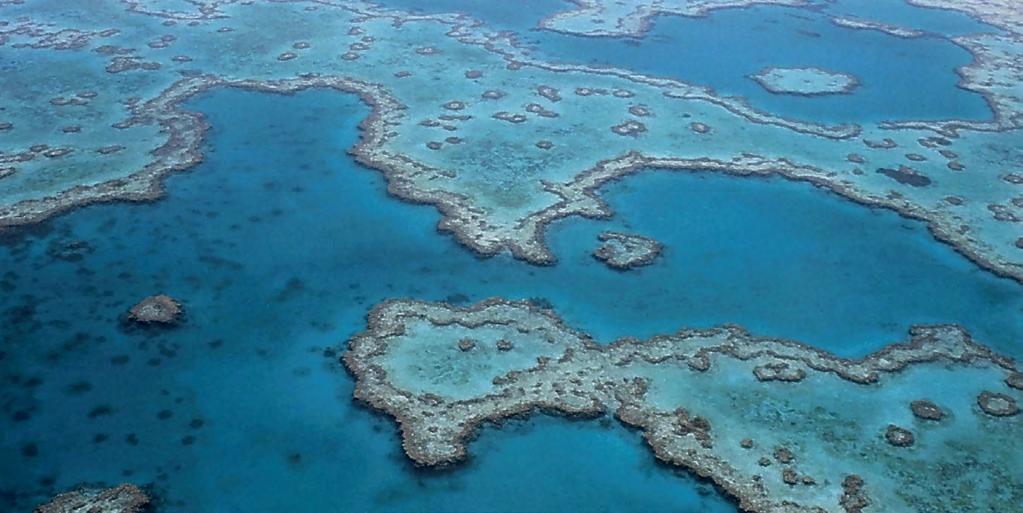 Im Zusammenspiel mit den anderen Riffbildnern können Steinkorallen im Laufe von Jahrtausenden große Korallenriffe bilden. So ist das australische Great Barrier Reef gut 2.