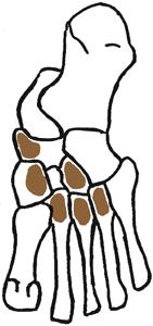 tibialis posterior (hinterer Schienbeinmuskel) Membrana interossea & angrenzende Knochen Plantarfläche verschiedener Fusswurzelknochen & Basis Metatarsale II-IV schräg verlaufender Sehnenfächer an