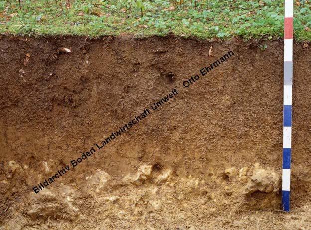 Bodenbildende Prozesse: Entkalkung Carbonatgesteine enthalten variable Anteile silikatischer Komponenten, die als Lösungsrückstand zurückbleiben Residualton bildet Feinerde der Böden aus Kalkstein